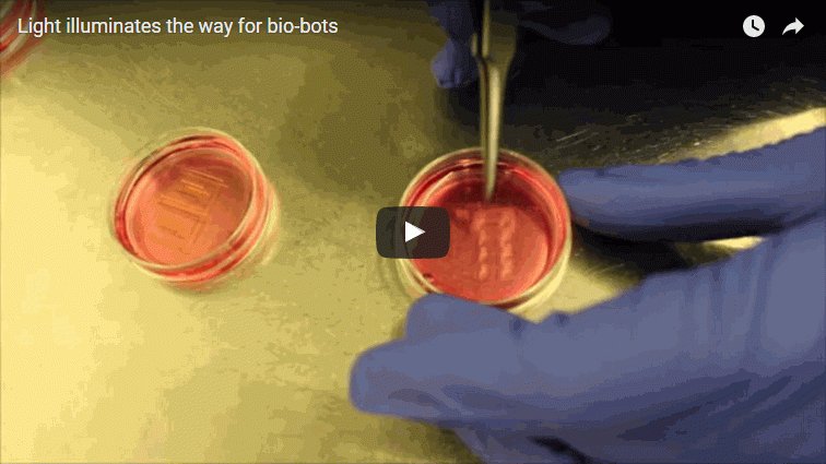 Innovation2's tweet image. Light illuminates the way for bio-bots  #biobots #biologicalrobots innovationtoronto.com/2016/03/light-…