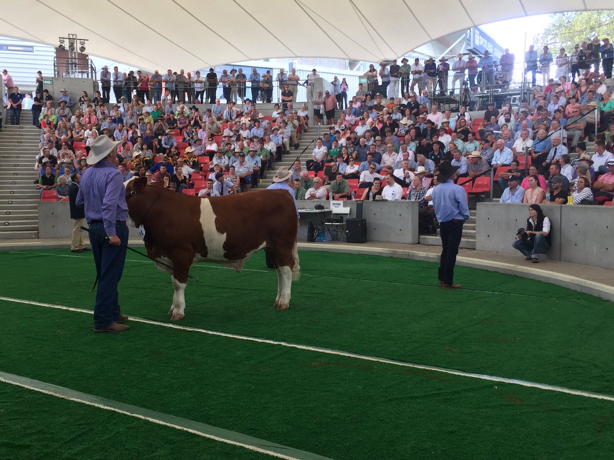 This steer prepared by Murrumbateman high for the Victor Change institute sold for $22000 #youthinag #agchatoz