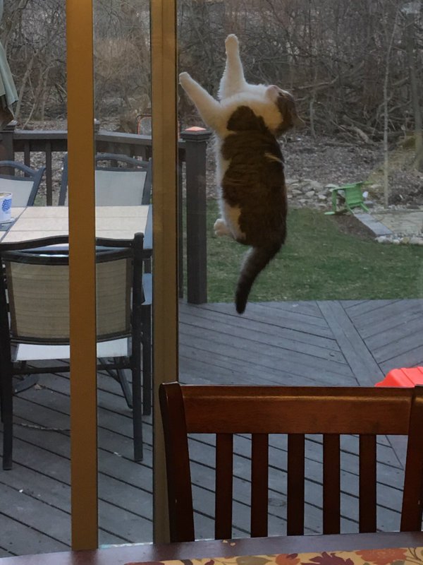 StealingHearts_'s tweet photo. MY CAT GOT STUCK BETWEEN THE GLASS DOOR AND THE SCREEN DOOR IM CRYING https://t.co/cLTkYrXPgx