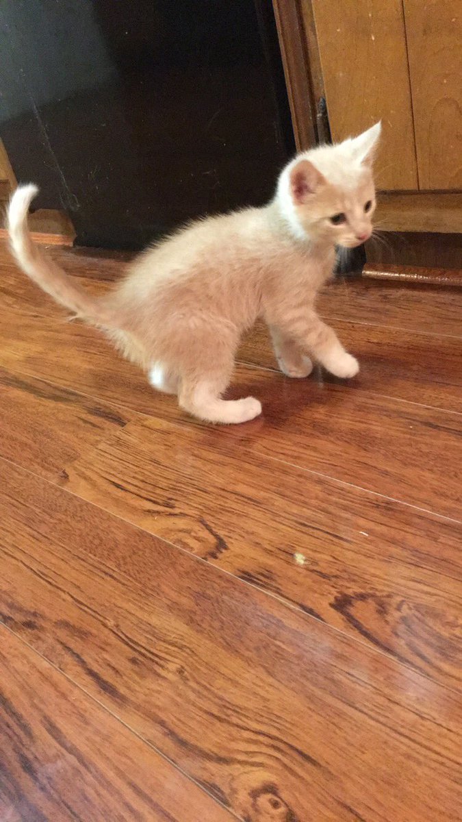 Elizabeth_leee's tweet photo. Obsessed with my new baby, Thor😍🐱 https://t.co/MRquHfn1hJ