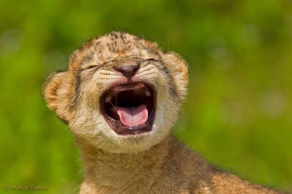 AdelAliBinAli's tweet photo. شحالكم بعد المباريات ؟ https://t.co/BCRK7CmYgh