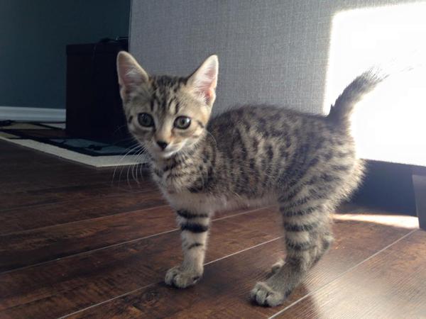 1000FunnyPets's tweet image. I adopted this little 3 legged guy today.
