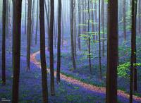 vittoriolussana's tweet photo. HALLERBOS: LA FORESTA CHE SI TINGE DI BLU
https://t.co/fTWkrxtMd2
#ambiente @micheledimuro @PI_ilmagazine https://t.co/wmnrSELJ5g