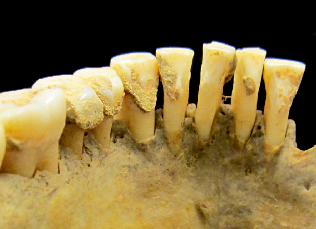 Christina Warinner tweet media