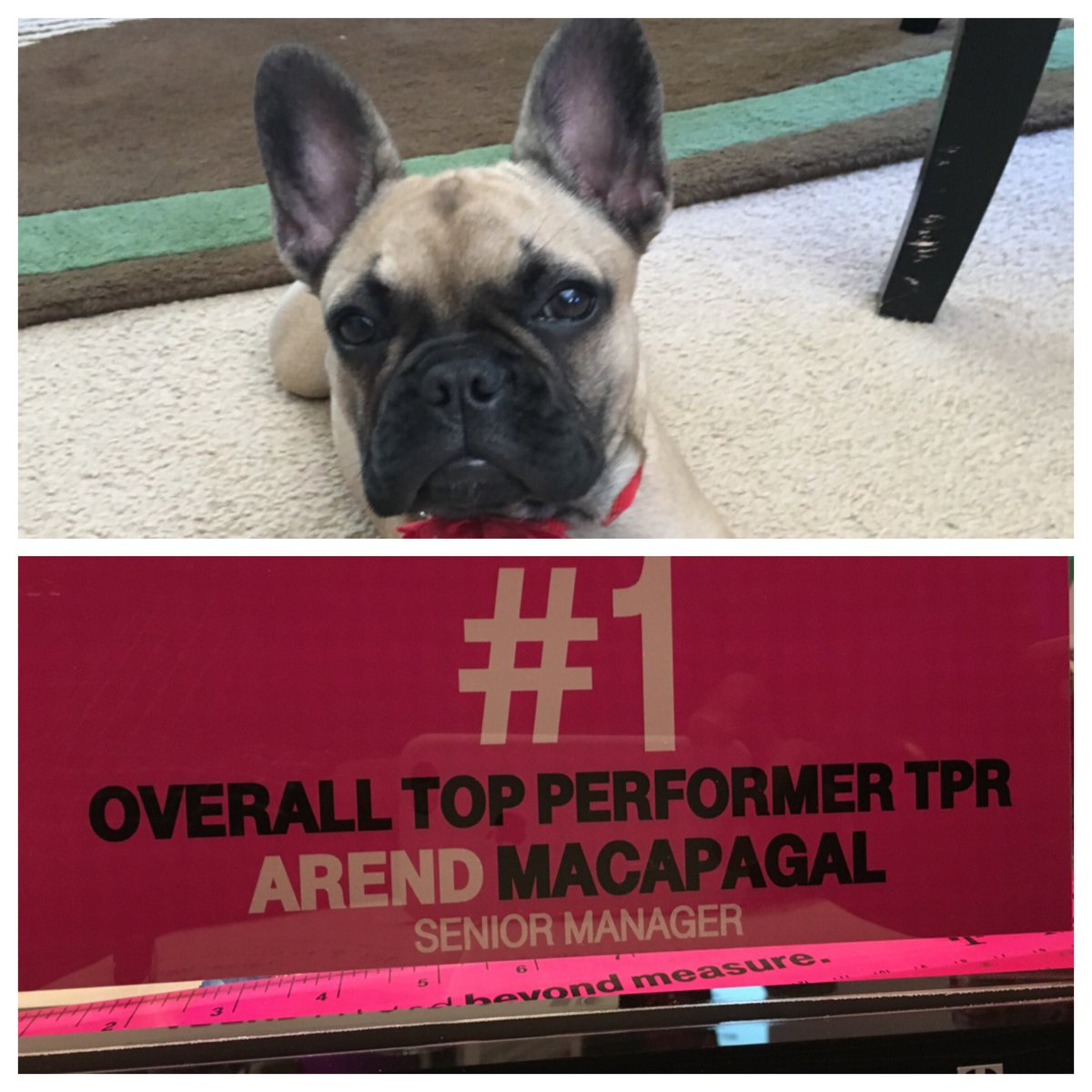 BeGreatArend's tweet photo. I did it for you Nala! @ISLila #SWisBest #TheFawntasticNala #WorkHardandWin https://t.co/WOzArgtm2H