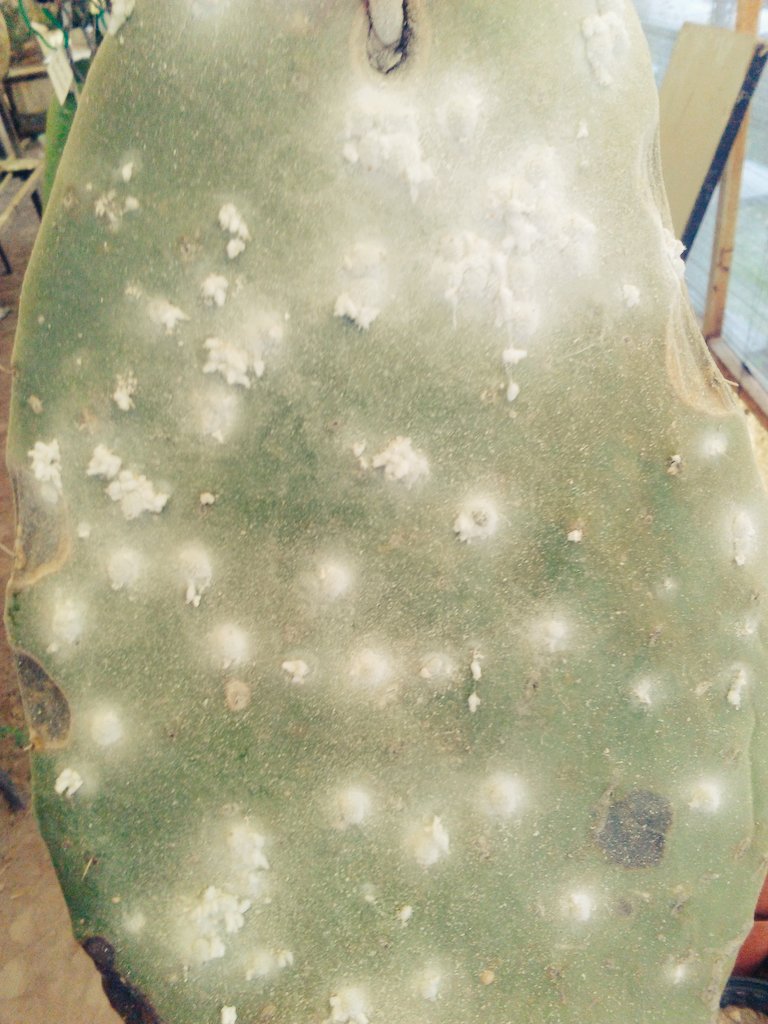 Robe_esquivel's tweet photo. @agorajavier #controlbiológico #nopal #opuntia #insectos https://t.co/1TvxIbCIiH