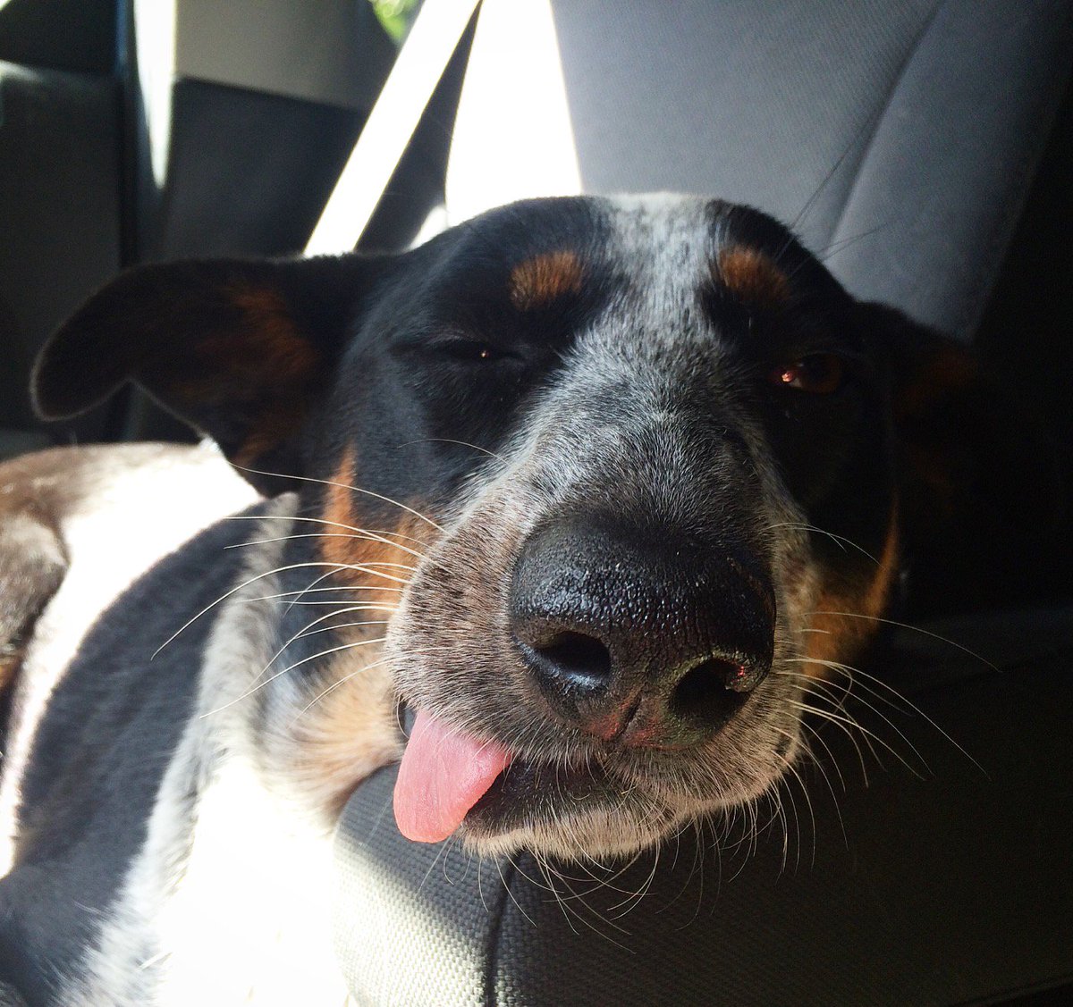 mikeandmaya's tweet photo. Your daily River https://t.co/DIcFGcNWPw
