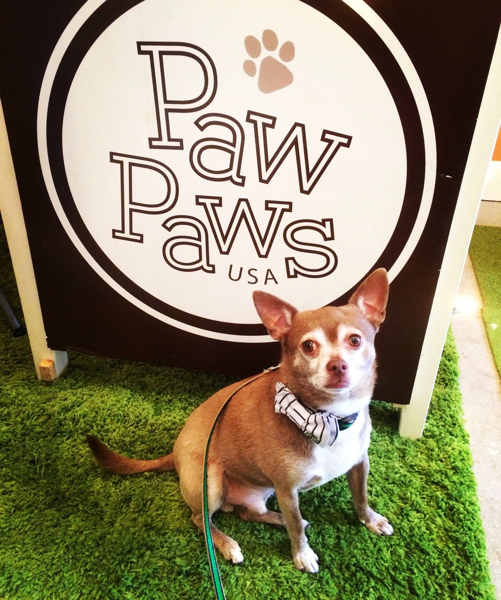 AlfieTheBold's tweet photo. I'm so fancy, you don't even know #bowtiesarecool #spoiled #chihuahua @PawPawsUSA https://t.co/jDXNeH07Ss