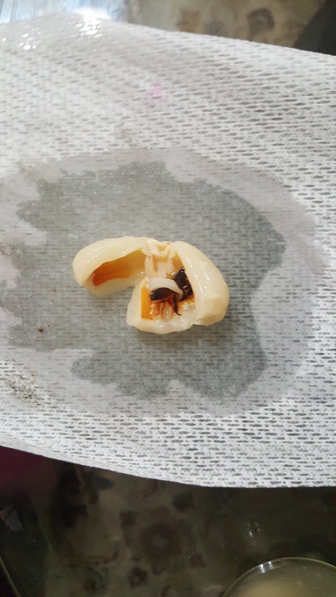 RituK26's tweet image. My friend ordered Lychee cup from #NoodleAsia @VenetianVegas and there was a BEE inside. #Disgusting
@PalazzoVegas