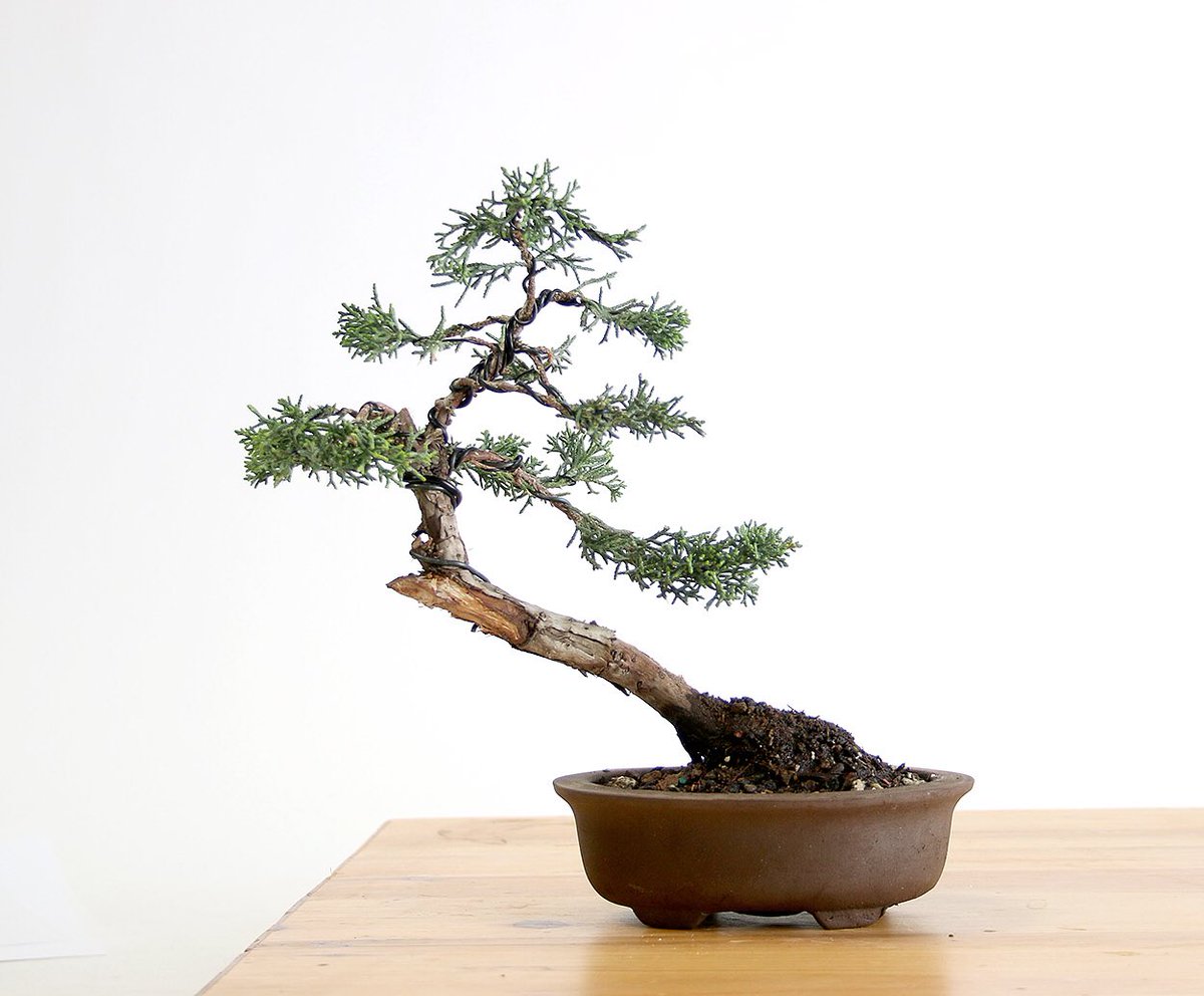 easternleaf's tweet photo. Practicing with small #bonsai trees is a great way to learn the basics. https://t.co/cRq8WBn08E
