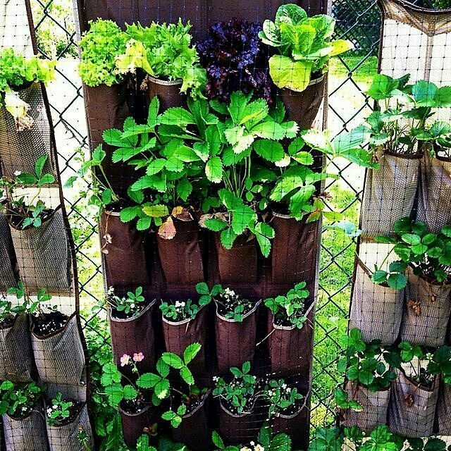 "Clever gardening🙈🌽🍊🍏 is better than chemical gardening👽!😛 These shoe organizers make for … ift.tt/1nPIf62
