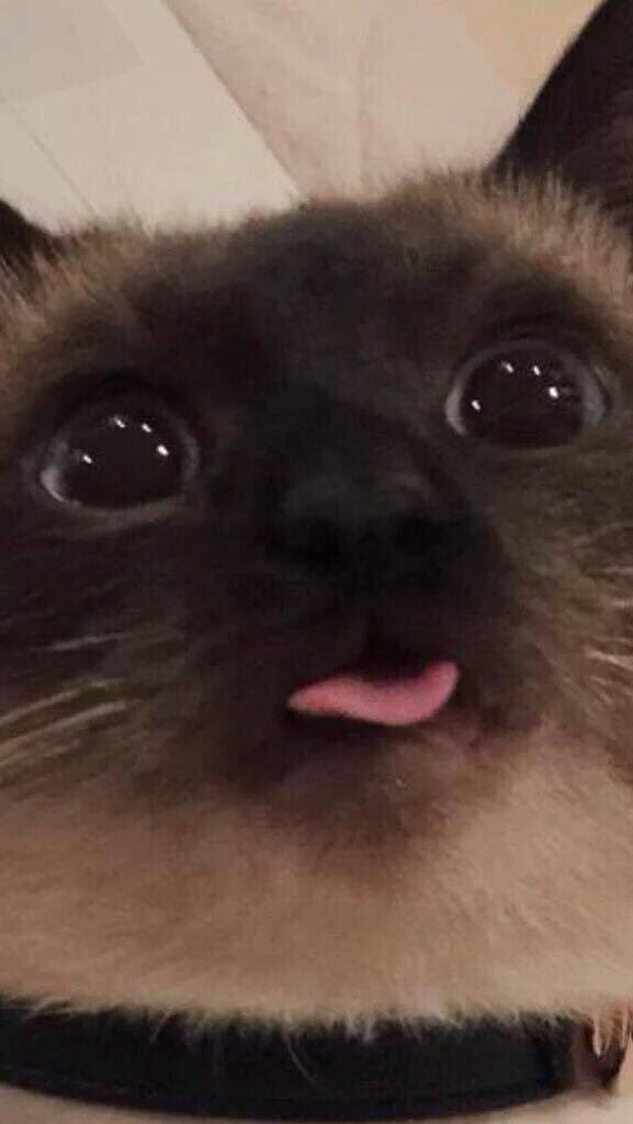 this cat looks happier than i will ever be in my entire life