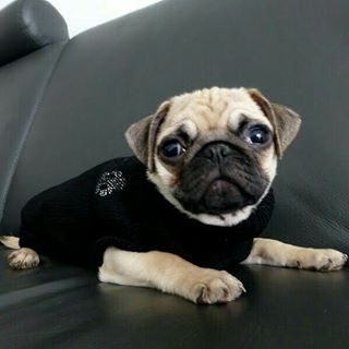 Joy_PhotoCam's tweet photo. #instamops #instapuppy #mops #mopsy #pug #pugsofinstagram #Hund #instahund #instapies https://t.co/6COBZIyR5Q https://t.co/FmBcuSe4wM