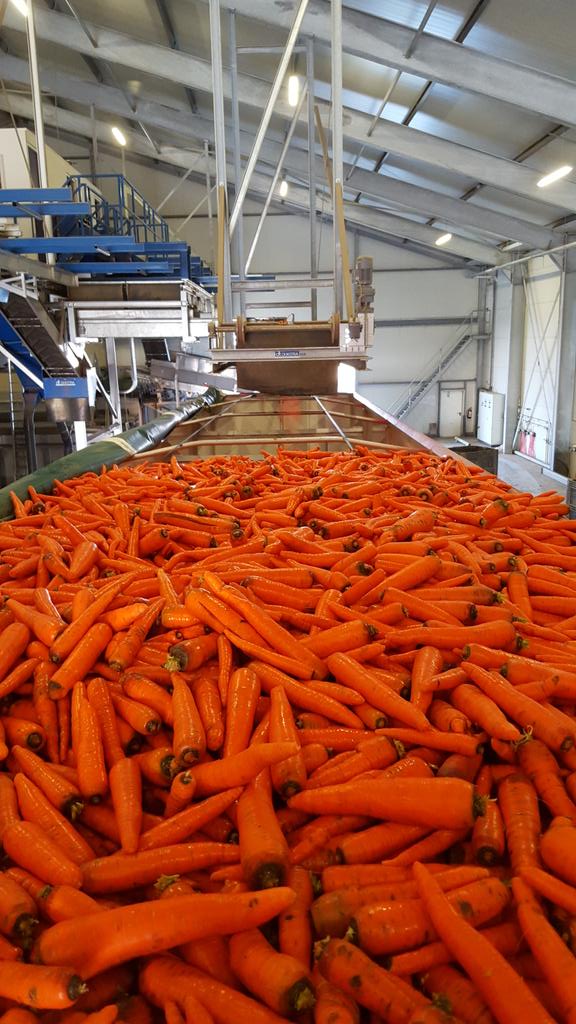 LarsKaim's tweet image. Wortels wassen #franzenlandbouw