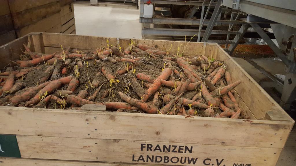 LarsKaim's tweet image. Wortels wassen #franzenlandbouw