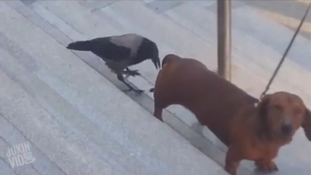 HartvNL's tweet photo. VIDEO (Hart over de Grens): vogel neemt hond in de maling...
https://t.co/COgn8OHTgV https://t.co/4CMZ6aRMkx