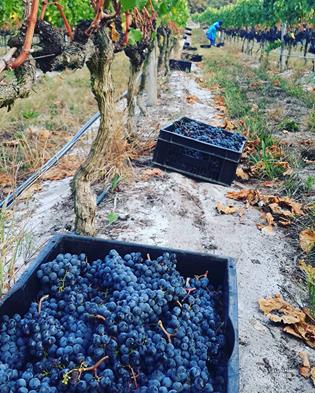 FishmongerSRB's tweet photo. Happy #StPatricksDay... Busy picking the #MountBullet #Merlot this morning. https://t.co/Wae3Xz8X1N #harvest2016 https://t.co/9LmzPHEuLC