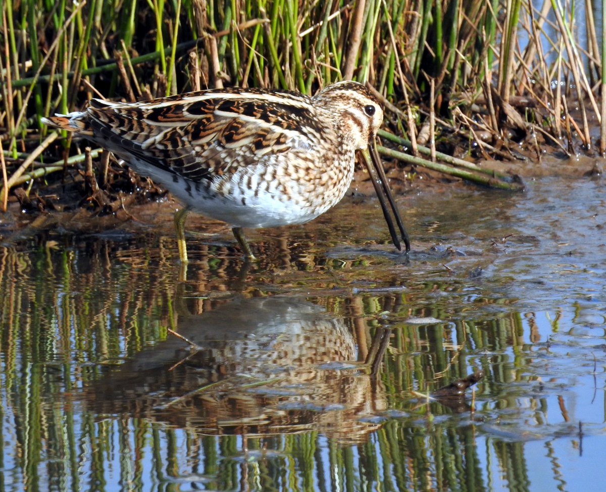 wildlife_news's tweet photo. RT @PhilNaylor2: @wildlife_uk @iWild @NatureUK #snipe feeding at Bowling Green Marsh #Topsham https://t.co/RQnf2WZtWi