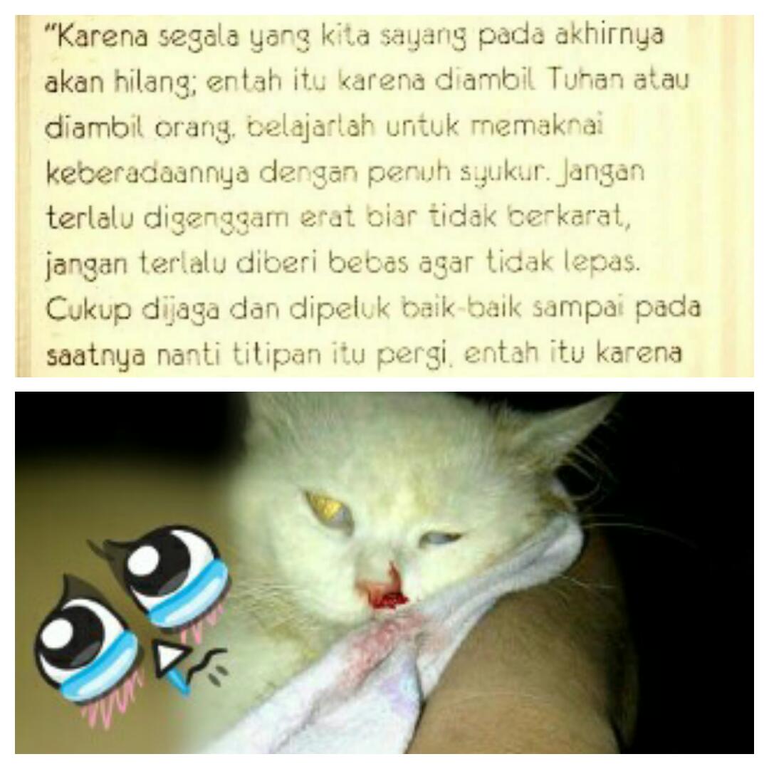 Koleksi Dp Bbm Terserah Apa Maumu Kumpulan Gambar Meme Lucu