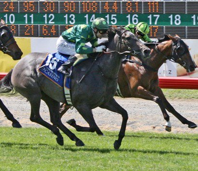 DAprNZ's tweet photo. I told my son its St Patricks Day, to which he replied "Sir Patrick Hogans Day?" #close #rightcolour @CambridgeStud https://t.co/CZO6KVc6pA