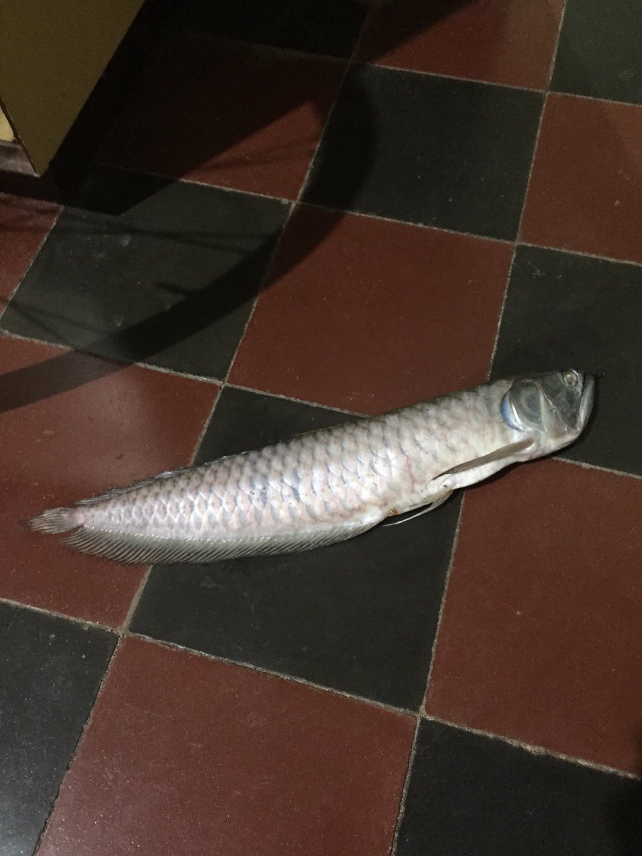 unakosj's tweet photo. @unakosj "minsan may mga bagay na di mo talaga kayang maipaliwanag." Bkit ka tumalon s labas ng acquarium?" Hu hu https://t.co/7D5ZBWzo24