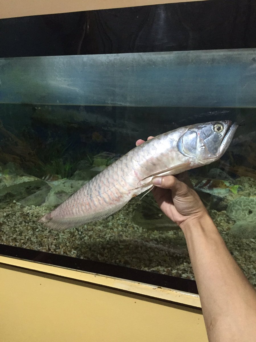 unakosj's tweet photo. @unakosj "minsan may mga bagay na di mo talaga kayang maipaliwanag." Bkit ka tumalon s labas ng acquarium?" Hu hu https://t.co/7D5ZBWzo24