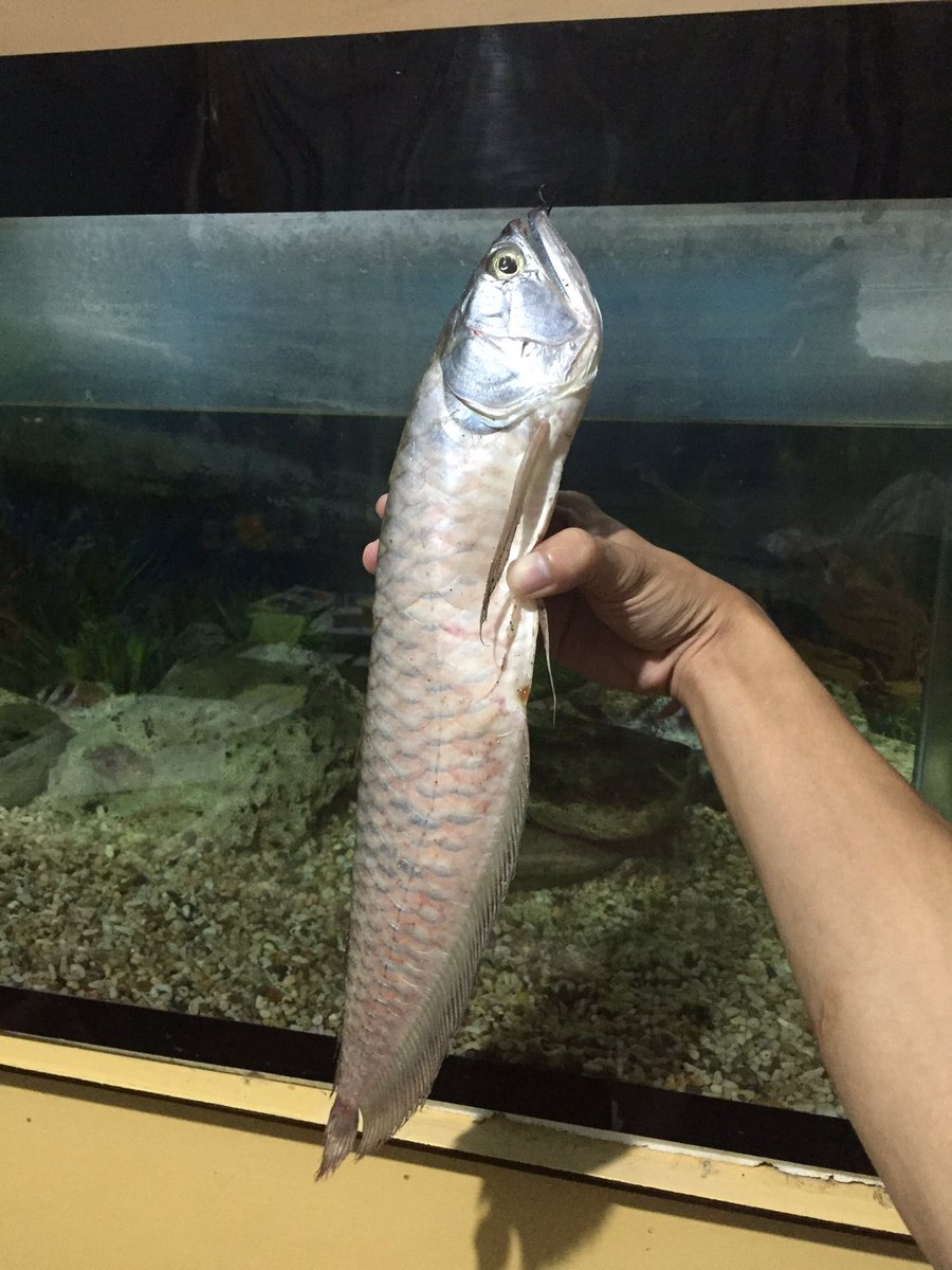 unakosj's tweet photo. @unakosj "minsan may mga bagay na di mo talaga kayang maipaliwanag." Bkit ka tumalon s labas ng acquarium?" Hu hu https://t.co/7D5ZBWzo24
