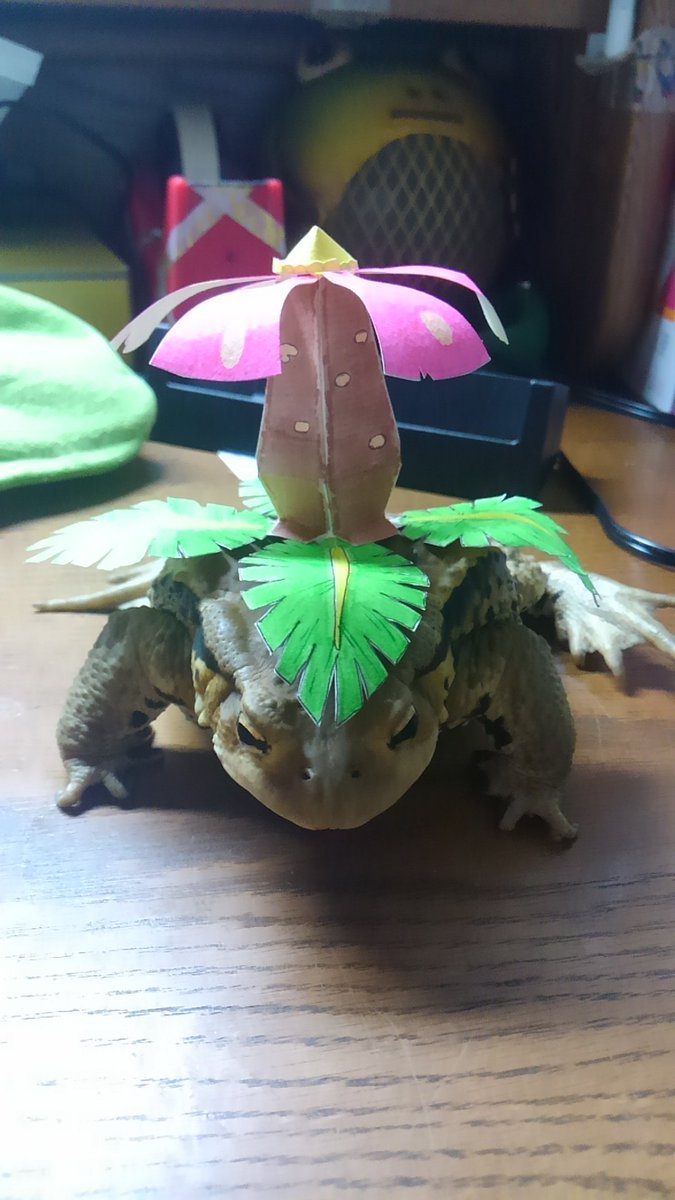 ロイヤリティフリーフシギバナ カエル あなたのための着色