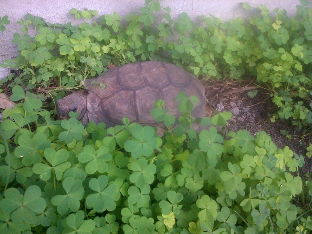 FlorGaz's tweet photo. No puedo dormir pensado en q el perro se puede comer a la tortuga #problemones #unaoracionporlatortuga https://t.co/0ucuiRHX2n