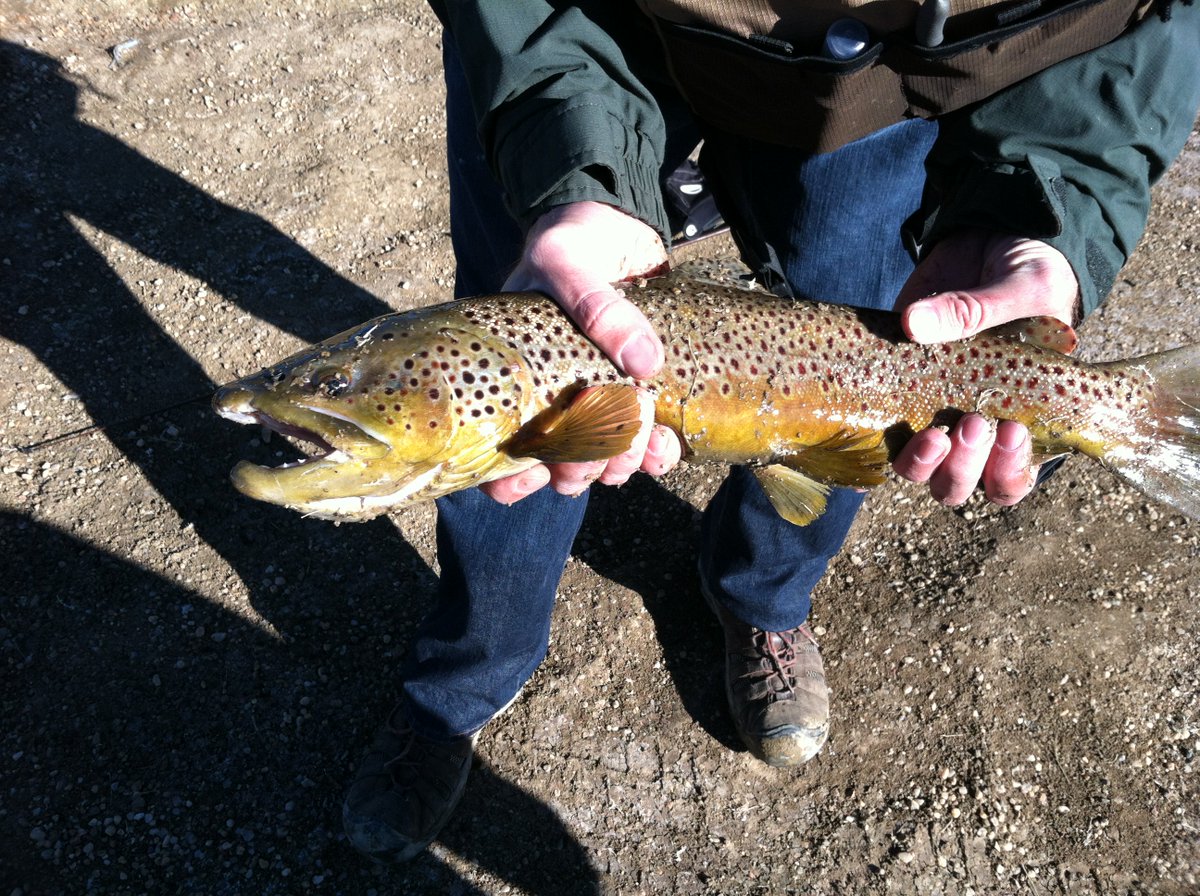 EmbeddedImagery's tweet photo. Colorado is a good life. Something about the #wilderness https://t.co/VUgXqqJtS7