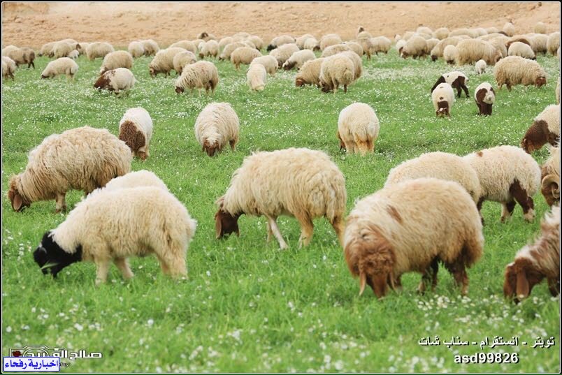 moo993's tweet photo. الربيع بالشمال ماشاء الله تبارك الله https://t.co/Cqn5Y4jZjz