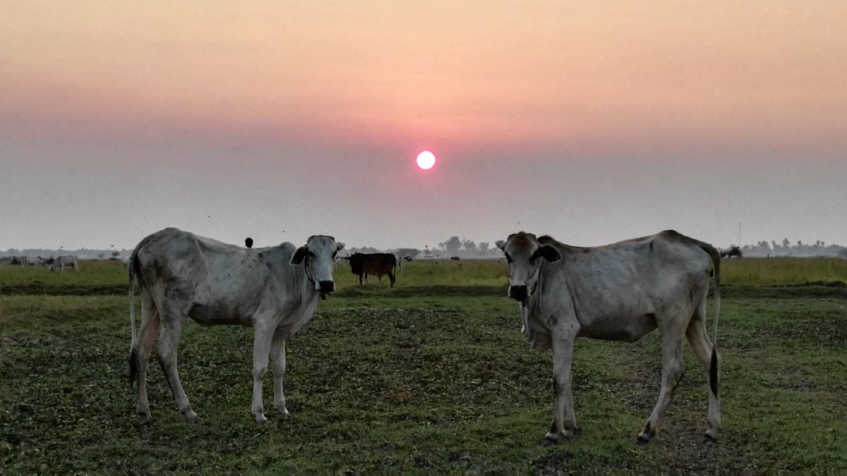 PheavSopheara's tweet photo. Sunset of the countryside in Cambodia rice fields with some cows. 

https://t.co/4uqc2OkXBX https://t.co/8tECqYhpqk