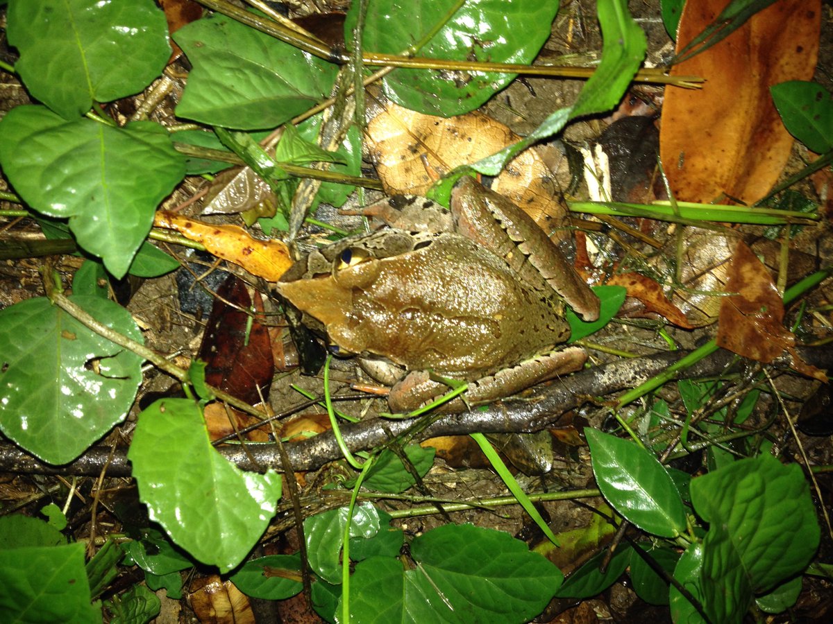 Mary River Catchment tweet media