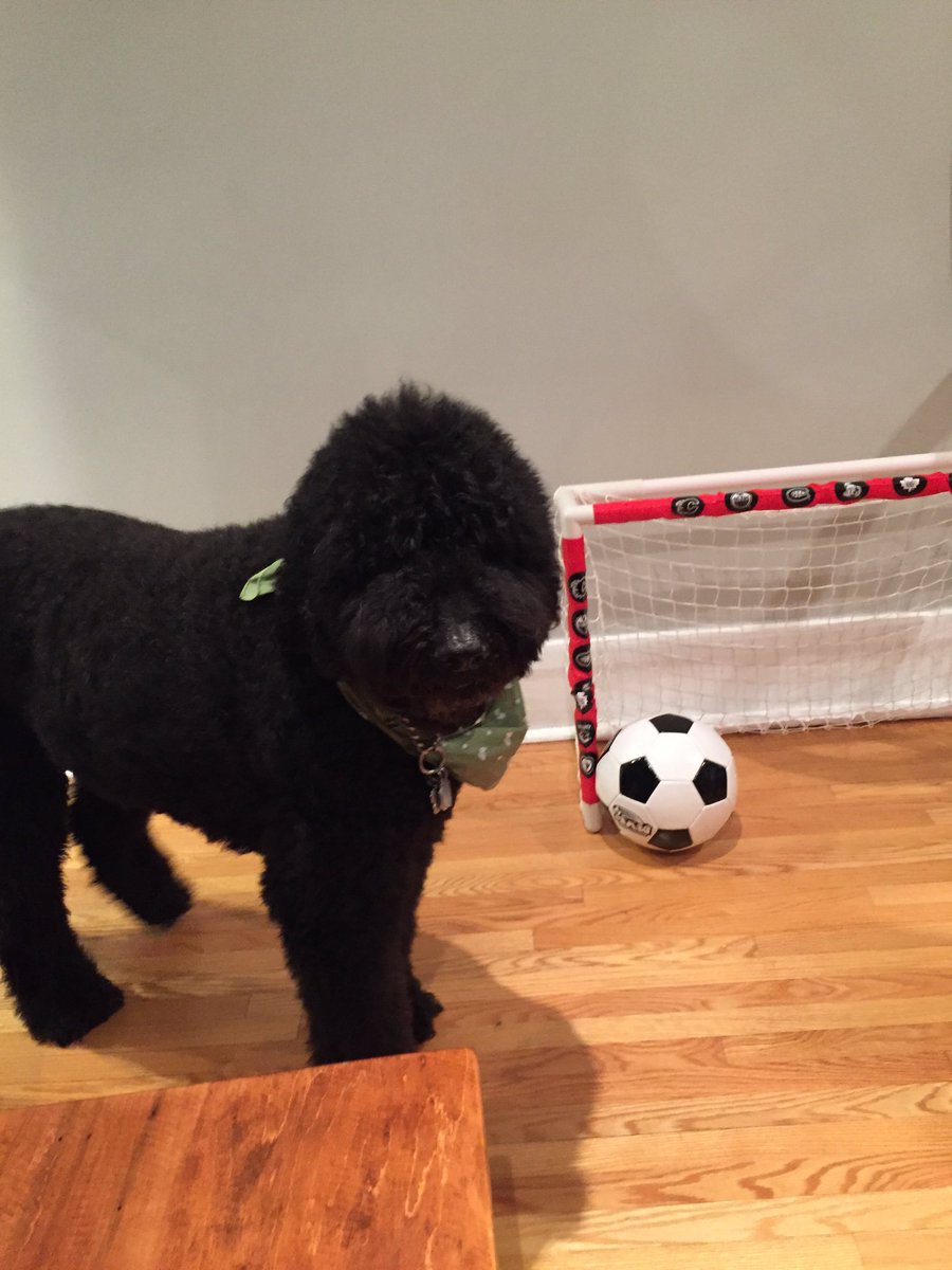 Yurkenbaum's tweet image. I'm cute as hell, but I suck as a goalie. #dogsoftwitter #soccerstyle #futbol