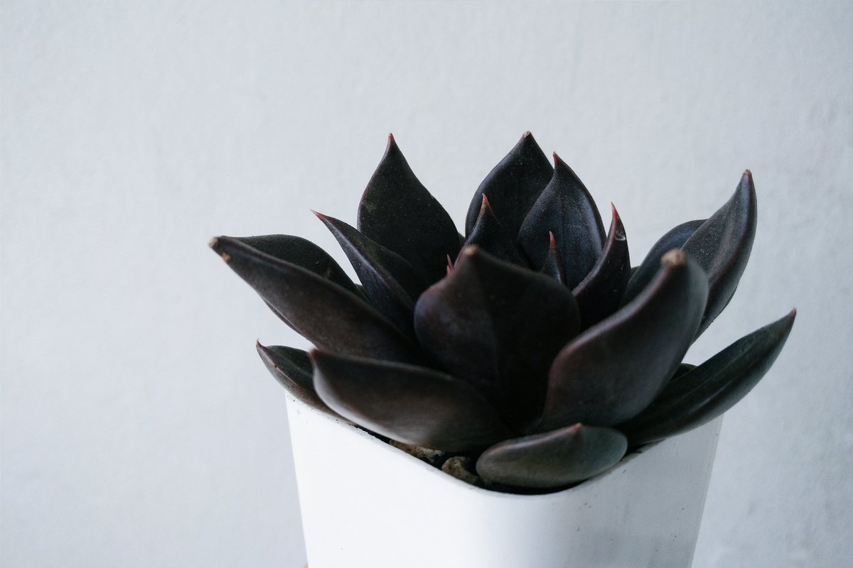 jayiyay's tweet image. ตอนนี้สัญชาติไทยแล้วนะเจ้าชายยย

#Echiveria​ #BlackPrince​ #EchiveriaBlackPrince​ 
#succulentlover​ #myplantsstory