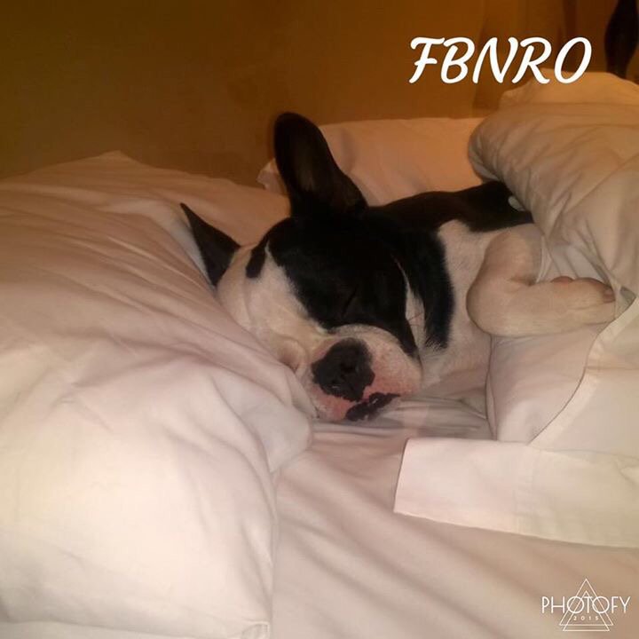 Frenchie_rescue's tweet photo. #tbt - #Harley one of our rehomes πΆπ #FrenchBulldogNetworkRescueOrganisationSA #AdoptDontShop #SecondChance #FBNROSA https://t.co/S0ursa5Yx7