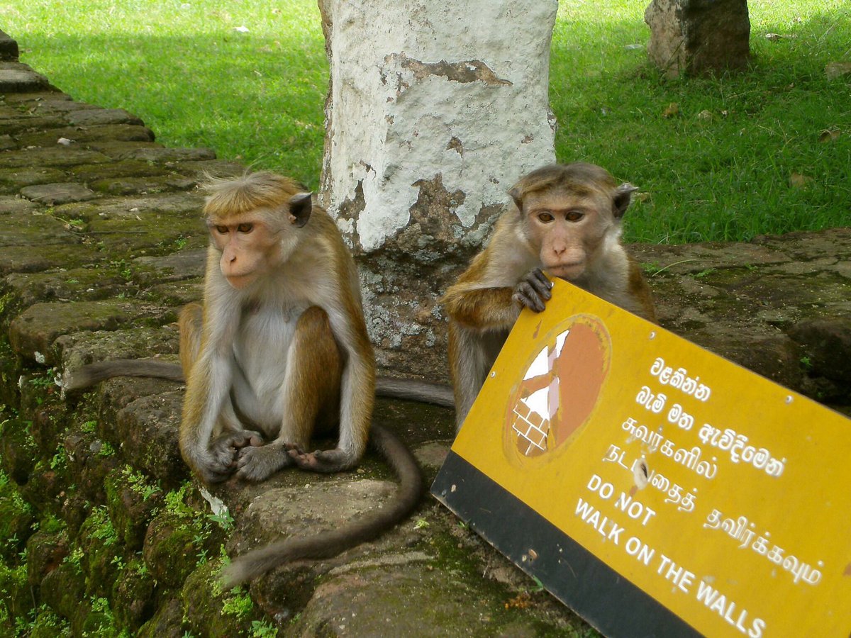 SLHolidayseu's tweet photo. #SriLanka 
#Polonnaruwa https://t.co/RA4l47eLdd