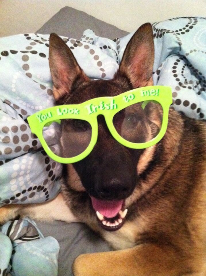 berr1026's tweet photo. Happy St. Patrick's Day from my "Irish" German Shepherd Bailey!! @bobkellytraffic @FOX29philly https://t.co/qIxFxRwO5B