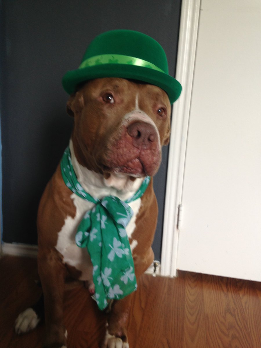 mug1181's tweet photo. @raulbrindis El ya trae su color verde #chikillin saludos show perro!!! https://t.co/FVXgubOHLL
