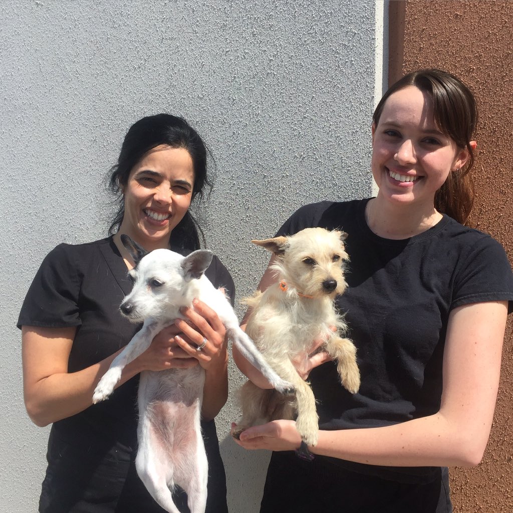 DoughertyGRTX's tweet image. Emma made a new friend, Nicole's extremely cute pup Zeus! #terriers #satx #dogsofsatx