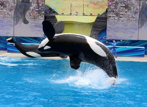 BREAKING: SeaWorld will never breed orcas again thedo.do/1XxpYqn