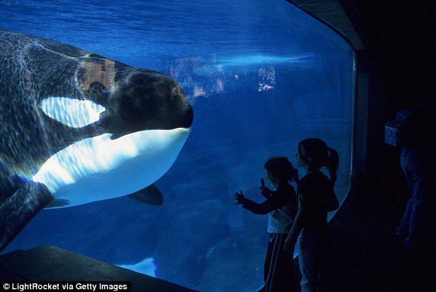 Daily_MailUS's tweet photo. SeaWorld to END killer whale breeding program and will not replace current generation https://t.co/70xkxNiq6P https://t.co/av2GxLTWgY