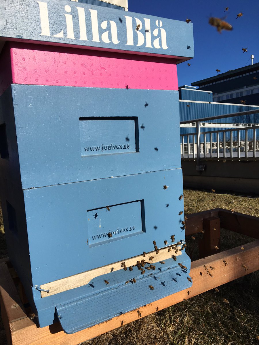 RebeckaYrlid's tweet photo. Tydligt vårtecken; liv i luckan på Lilla Blå #humlegardenfast #beeurban https://t.co/49CthhUp7g