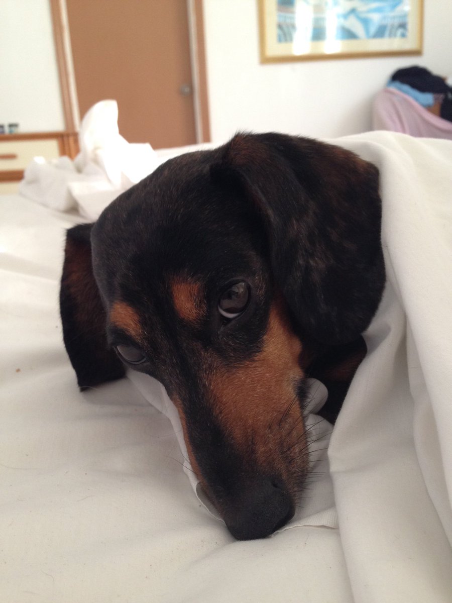 simplyfadless's tweet photo. When you know you have to work out but you're not feeling it #notarestday #stayinbed #anguilla #fitness https://t.co/b1HVZn1B0o