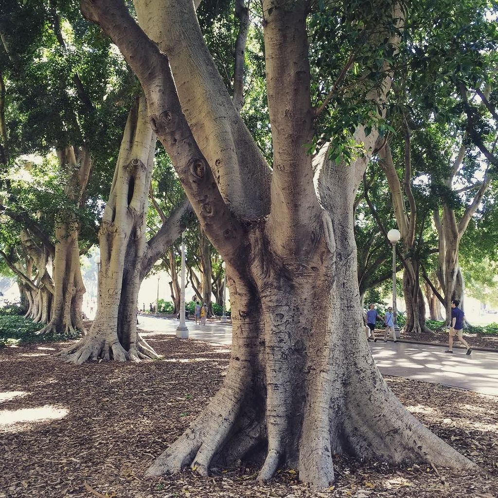 NeoAaragorn's tweet photo. 77/366: Roots. #igers #iphone #iphone6plus #iphonography #instasyd #insta_aus #insta_syd #… https://t.co/bIGE5Ps71u https://t.co/Hp3CmkO1ve