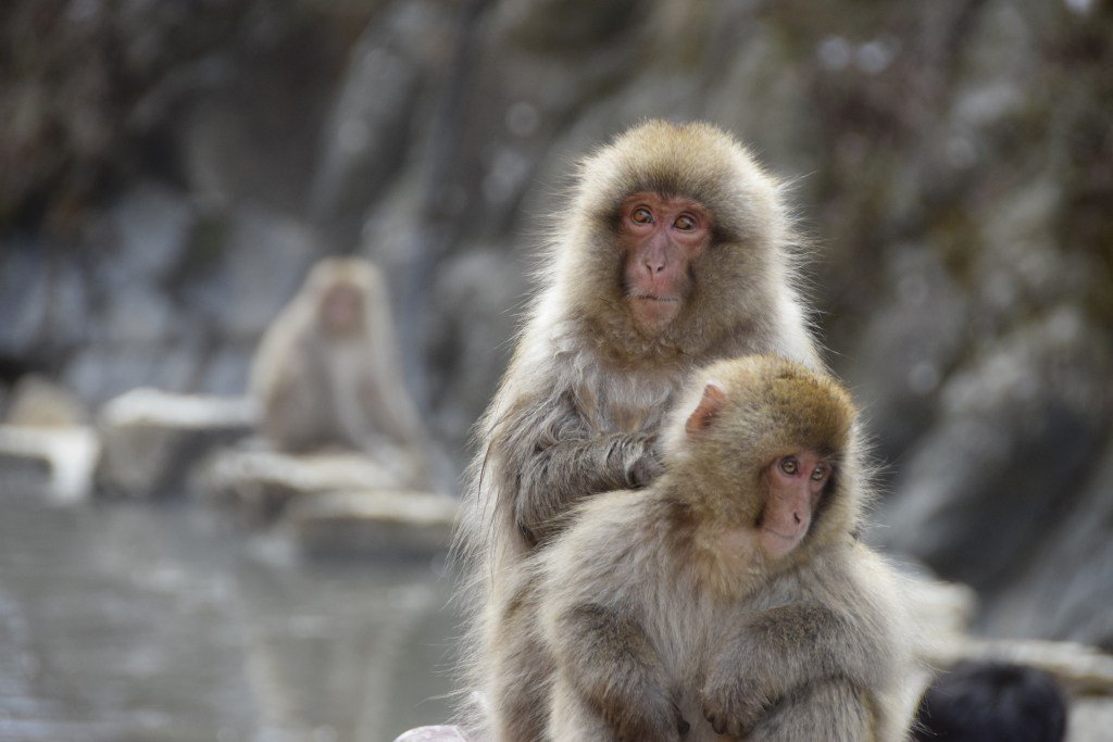 Snow, Snow Monkeys and Skiing jessworldadventure.wordpress.com/2016/03/17/sno…