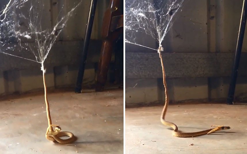 Telegraph's tweet photo. Snake caught in redback spider's web inside Australian family's garage https://t.co/jqFgT49Y8p https://t.co/l6dzQDiM8d