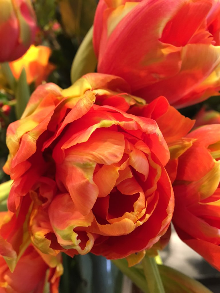 One of our Tulips. Renowned Unique. Beautiful #spring #flowers at #NeillStrain #belgravia neillstrain.com