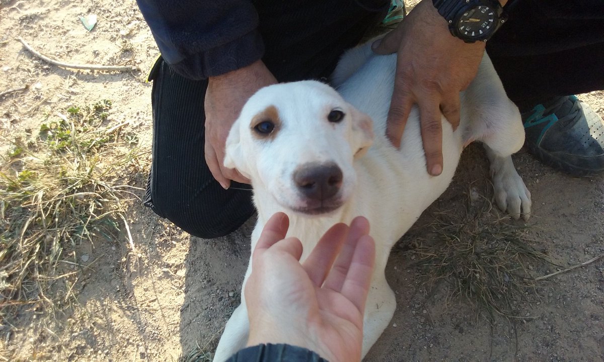 GrupoLUZVERDE's tweet photo. #Ibice #podenco cuatro meses sin #hogar #adopta #Acoge #Valencia #Segorbe https://t.co/INPmwzHBnW