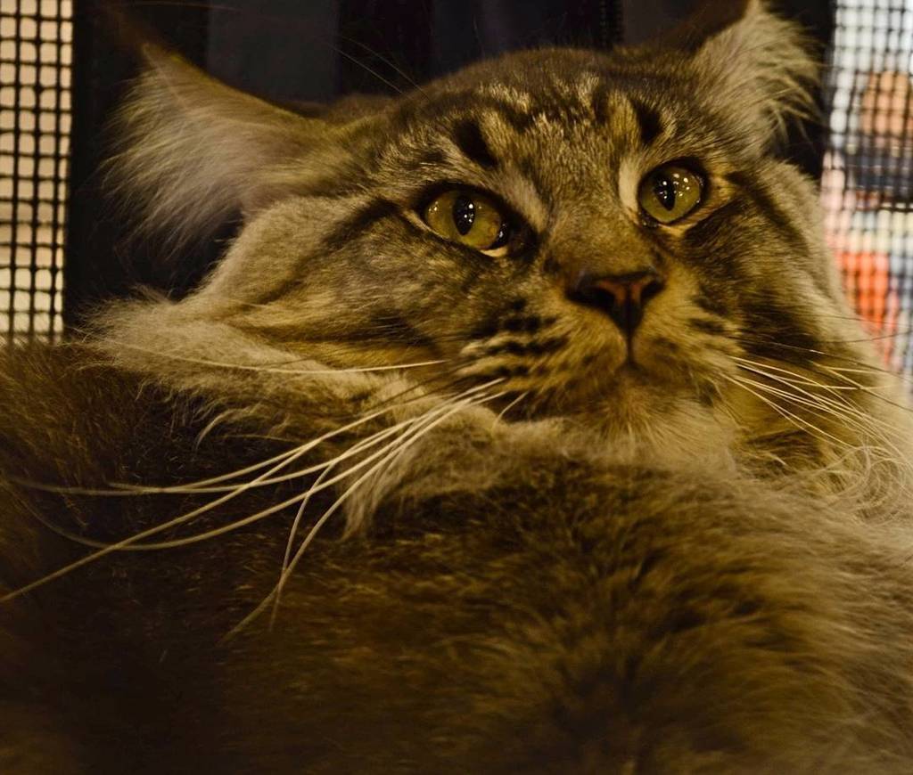 wendy_2parra's tweet photo. Exposição brasileira do Gato
Fotógrafo - R.Tedeschi

#catlover #follow4follow #catoftheday #outdoors #kittensofinst… https://t.co/kAEwJeWtua